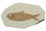 Detailed Fossil Fish (Knightia) - Wyoming #248253-1